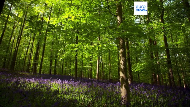 Europäisches Gesetz zur Wiederherstellung der Natur nach Verhandlungsmarathon fast am Ziel