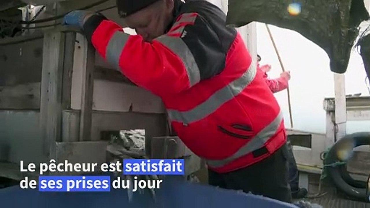 Les chalutiers de harengs de la Baltique aux prises avec le réchauffement des mers