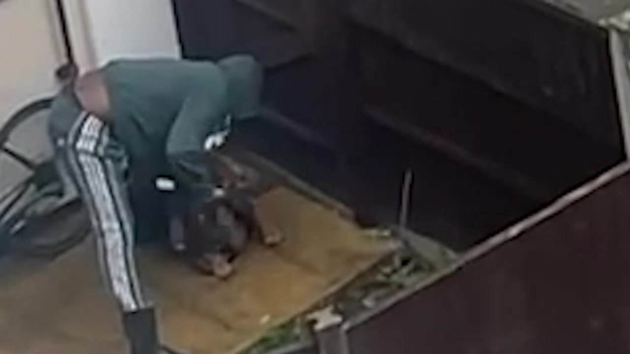 Man arrested after video shows XL Bully being beaten with shovel, as warning issued of surge in abuse of breed