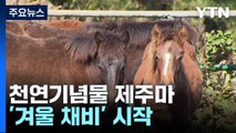 천연기념물 제주마 '겨울 채비' / YTN