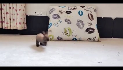 Cassie Del Isla Oiled Up And DP'd