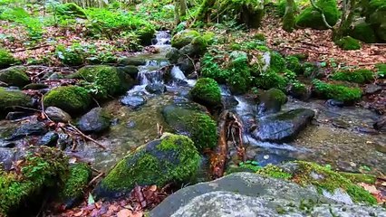 "Bien-être" Eau ruisseau qui coule - Relaxation Détente