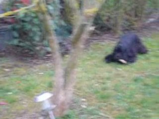 Cayenne (9 mois) après toilettage