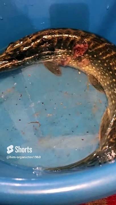 Reine et reine de l'automne, et la fin des chaudes journées d'automne _ _ Je l'ai pris sur un wobbler _