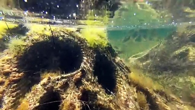 Artificial reefs help slow erosion, grow mangroves