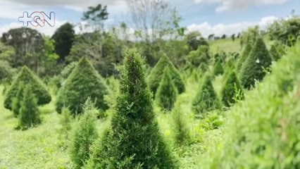 mqn-Vamos a buscar el árbol de navidad al Carmen de Guadalupe-101123