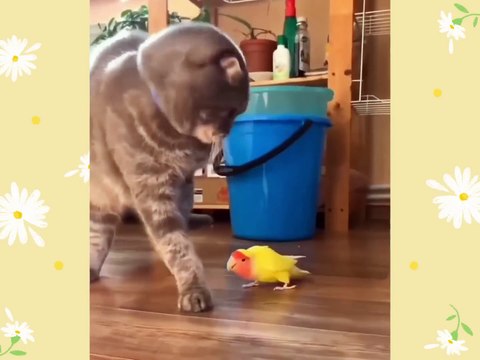 Cats and Birds Funny Moments - Cat meme - Funny Cats - Funny Pets