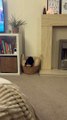 Tiny Dog Can't Handle Large Basket