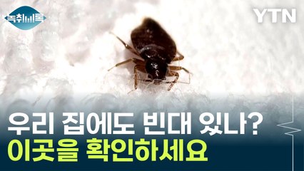 '우리 집에도 빈대 있나?' 여기를 확인하세요 [Y녹취록] / YTN