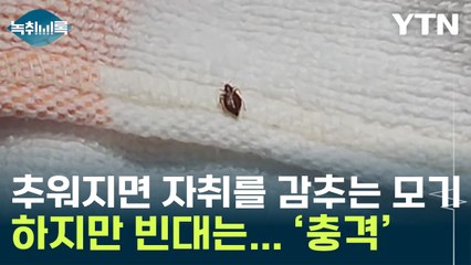 모기는 추워지면 자취를 감추는데...빈대는 어떻게 될까? [Y녹취록]  / YTN