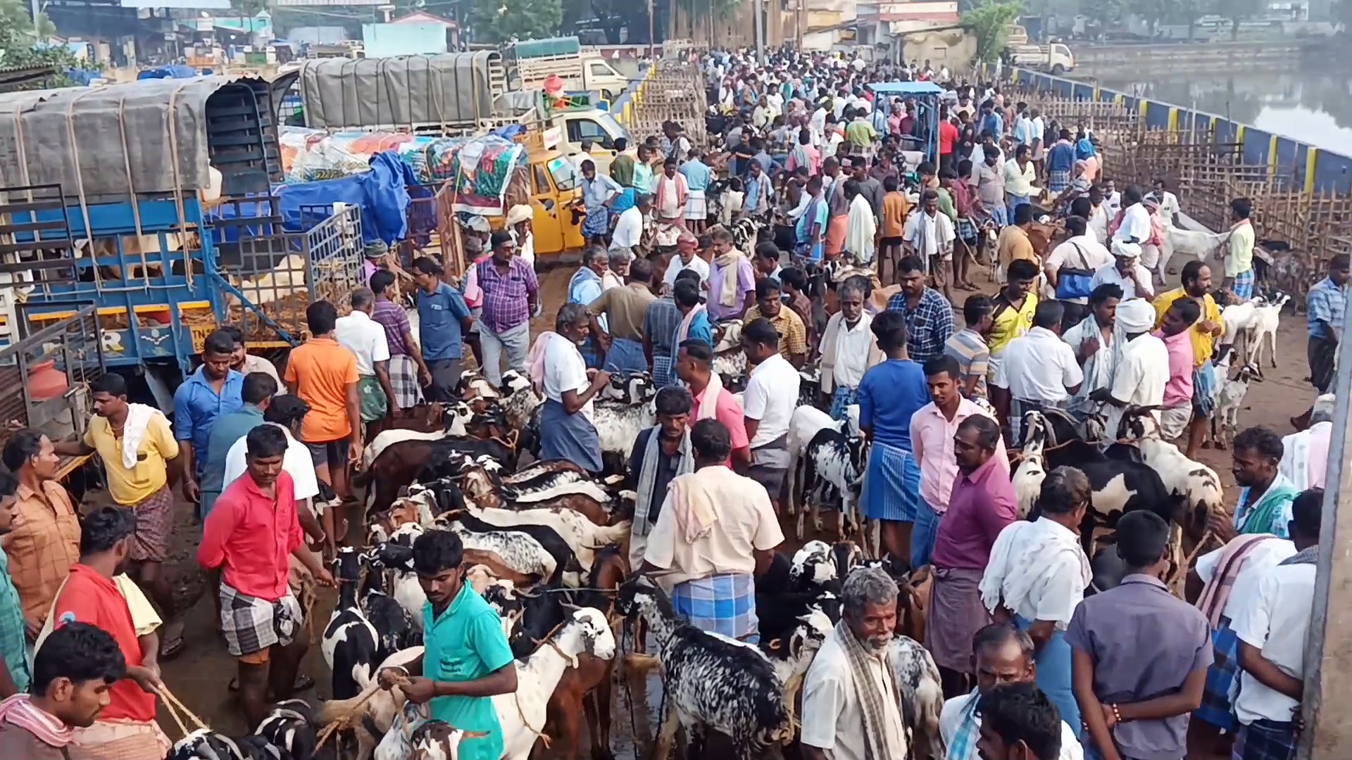 தொடர் மழையால் களையிழந்த எட்டயபுரம் ஆட்டுச் சந்தை! 