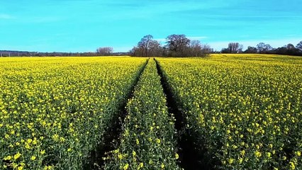 Agricultural field blooming natural Stock video.