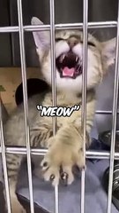 This cat has one of the best meows of all time