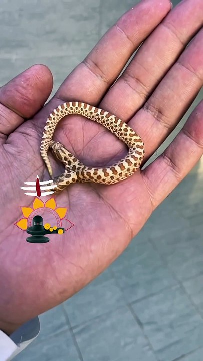 Jai Mahakal ️