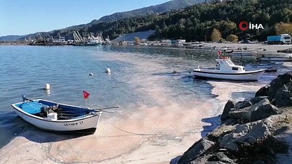 Deniz yüzeyi sarı tabakayla kaplandı, etrafı kötü koku sardı