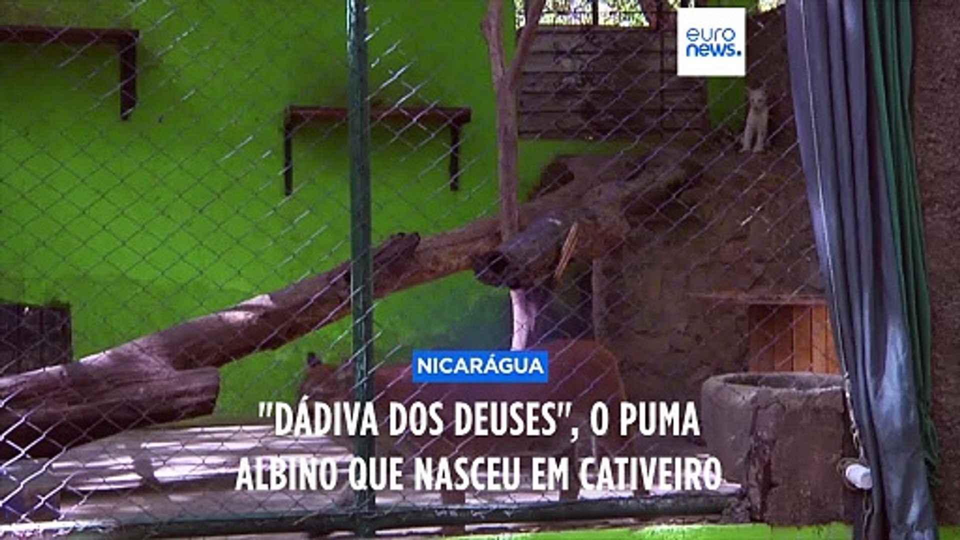Conheça Itzae, o raro puma albino nascido na Nicarágua