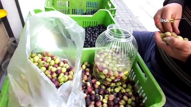Balıkesir'de Zeytin Hasadı Başladı