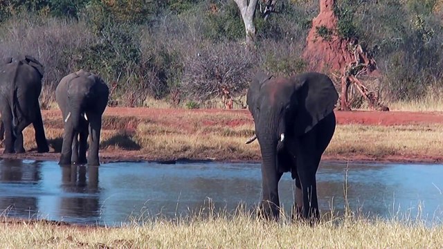 Hwange National Park in Zimbabwe at water hole
