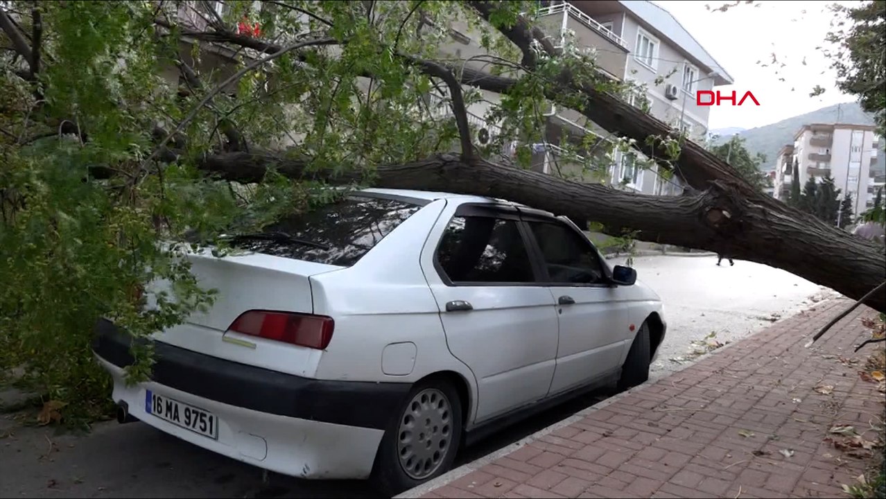Bursa'da lodosun devirdiği ağaç, otomobilin üzerine düştü