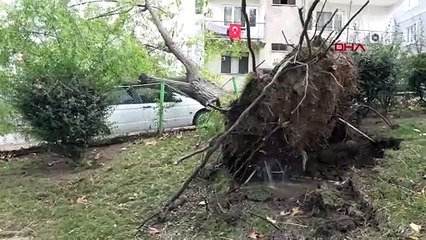 Lodos nedeniyle ağaç otomobilin üzerine devrildi