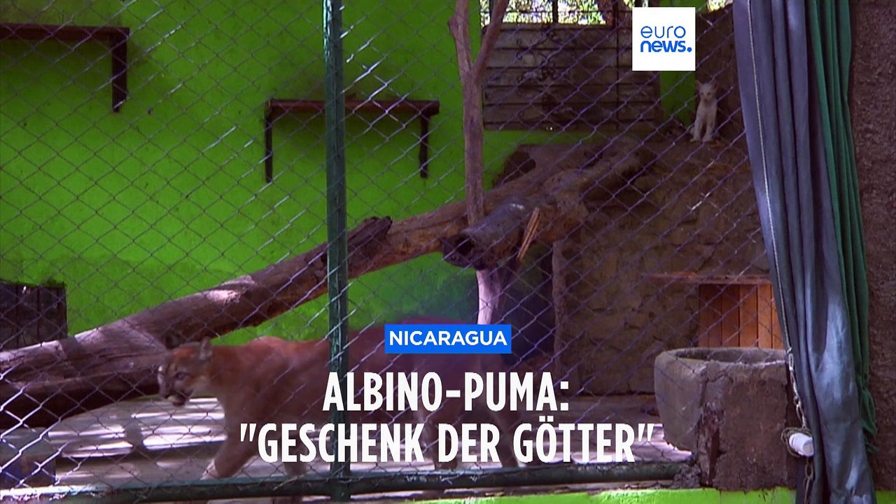 Fast zu rar, um wahr zu sein: Albino-Puma Itzae rührt Zoo-Besucher
