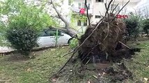 Lodos fırtınası ağacı kökünden söktü; otomobilin üzerine devrildi