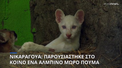 Νικαράγουα: «Δώρο Θεού» ένα μωρό πούμα με αλμπινισμό