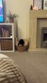 Tiny Dog Can't Handle Large Basket