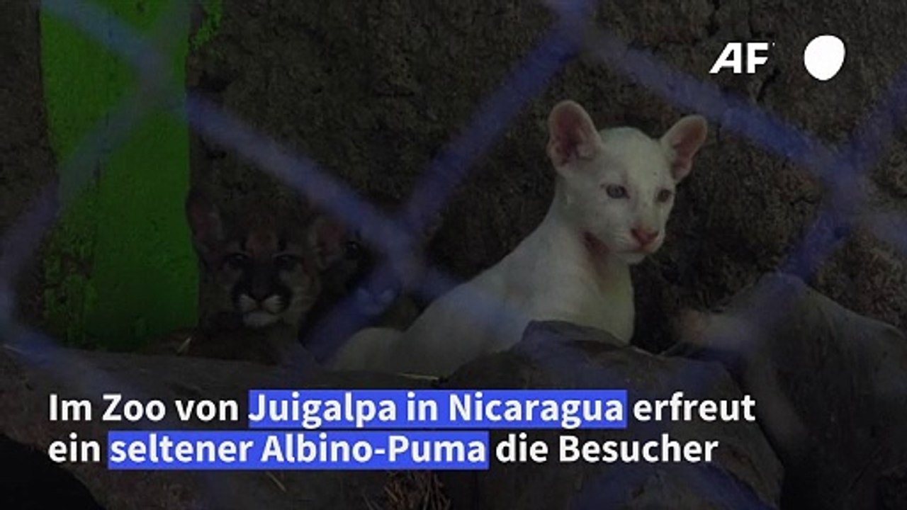 Süß! Seltener Albino-Puma tollt durchs Gehege