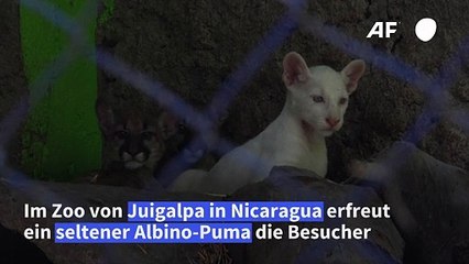 Süß! Seltener Albino-Puma tollt durchs Gehege