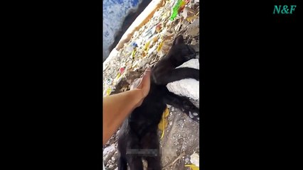 Funniest Cats Videos, The Siliest, Cutest And Funniest Cats 51