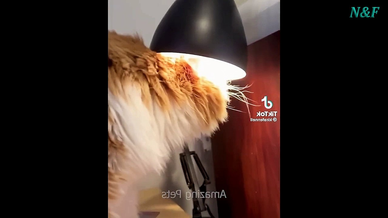 Funniest Cats Videos, The Siliest, Cutest And Funniest Cats 53