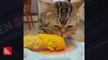 Sevimli kedinin mısır keyfi