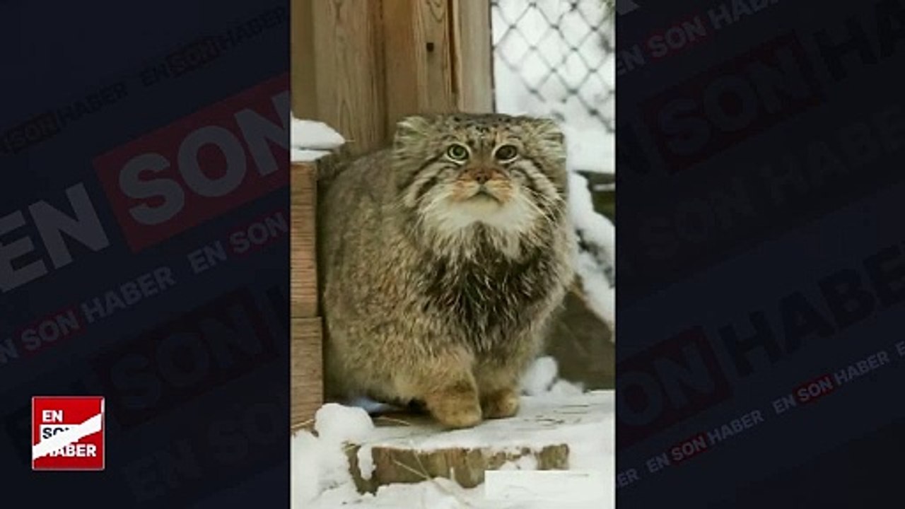 Pallas kedisinin ayaklarını soğuktan koruma yöntemi