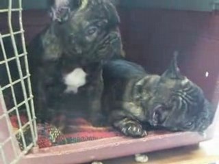 Vidéo bb à 7sem 004