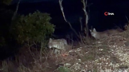 Nesilleri tehdit altında olan anne ve yavru vaşak Tunceli'de görüntülendi