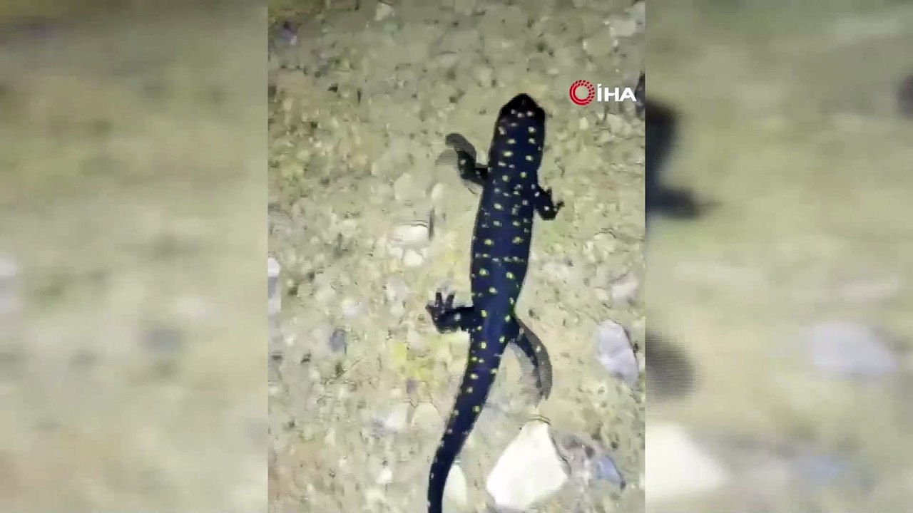 İlk kez bu kadar yakından görüntülendi: Vatandaş eline alıp sevdi