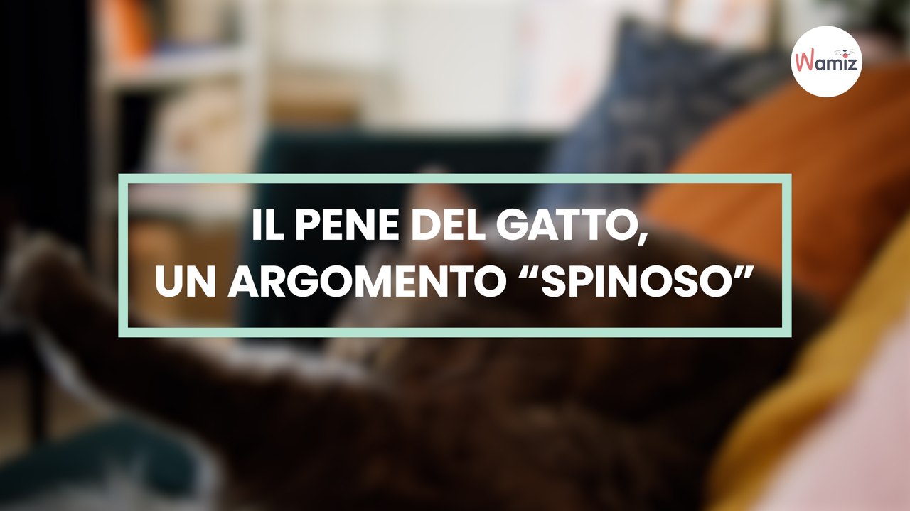 Il pene del gatto, un argomento “spinoso”