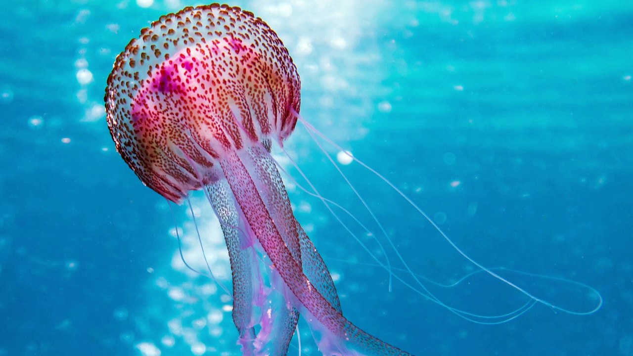 Monde Etrange Des Méduses ♫Ꙭ♫ Strange World Of Jellyfish