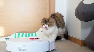 Cats vs Robot Vacuum | Kittisaurus