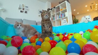 Cats vs Ball Pit | Kittisaurus