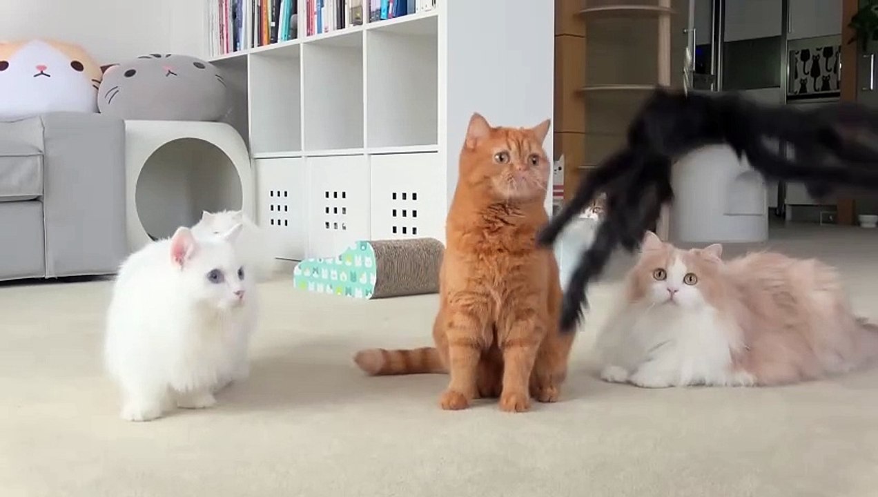 Cats vs Spiders | Kittisaurus