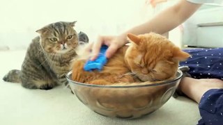 Cats vs Brush | Kittisaurus