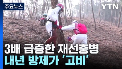 3배 가까이 급증한 재선충병...내년 방제가 '고비' / YTN