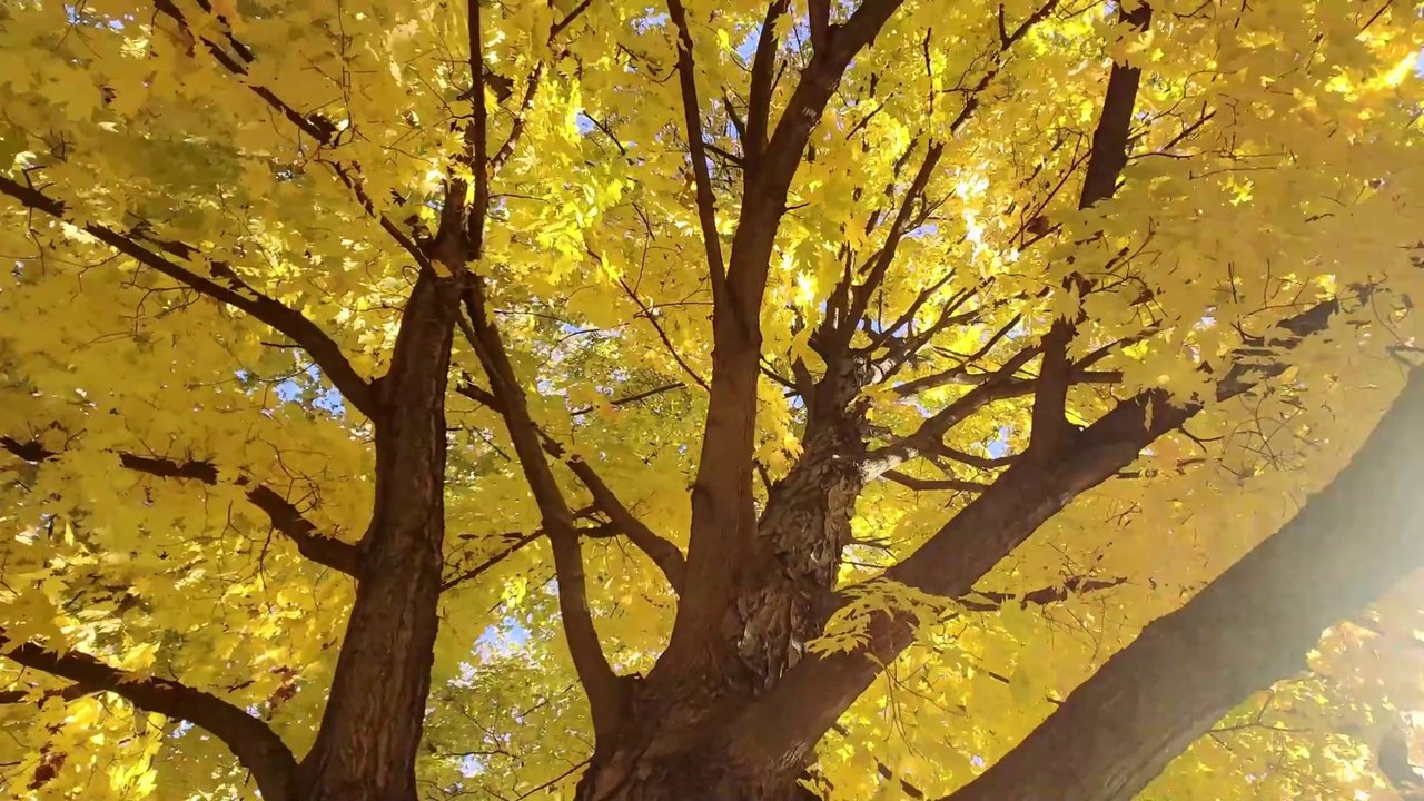 Meditation in Springfield - Snyder Park Fall Colors - Walking Snyder Park