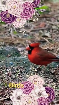 Feathers and Melodies - Unwind with the Soothing Songs of Birds in Nature #shorts