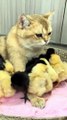 The lovely cat teaches the cock how to take care of the chicken! Cute and funny animals