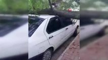 Fırtınada ağaç otomobilin üzerine devrildi