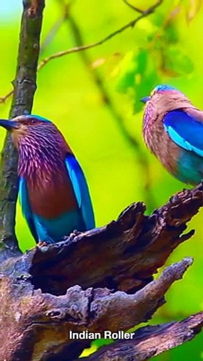 Beautiful Indian Roller Bird #shorts #nature #bird #birdslover #relaxation #stressrelief #birdsounds
