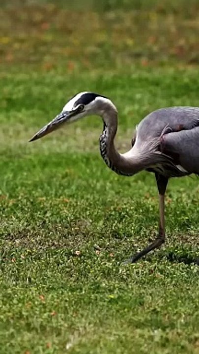 #nature #bird #heron